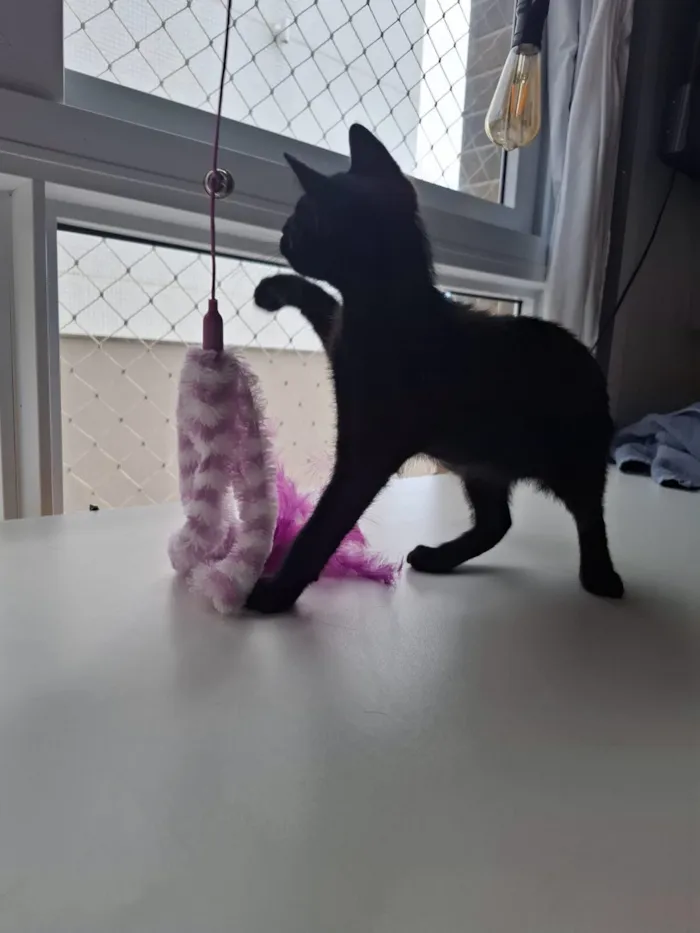 Gato raça SRD-ViraLata idade 2 a 6 meses nome Conan