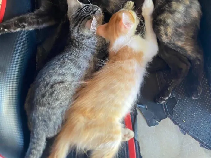 Gato raça SRD-ViraLata idade Abaixo de 2 meses nome Netchem