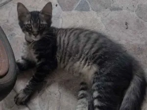 Gato raça SRD-ViraLata idade 2 a 6 meses nome Não há nome definido 