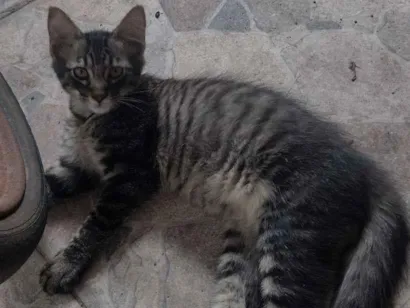 Gato raça SRD-ViraLata idade 2 a 6 meses nome Não há nome definido 