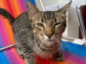 Gato raça SRD-ViraLata idade 2 a 6 meses nome Sem nome 