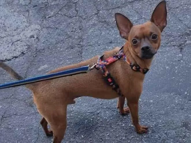 Cachorro raça Pinscher idade 3 anos nome Pix 