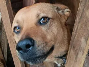 Cachorro raça SRD-ViraLata idade 2 anos nome Spike 