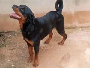 Cachorro raça Rottweiler idade 3 anos nome Fada