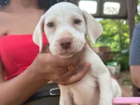 Cachorro raça SRD-ViraLata idade Abaixo de 2 meses nome Não possui, é filhote