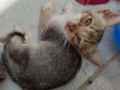 Gato raça SRD-ViraLata idade Abaixo de 2 meses nome Não sei