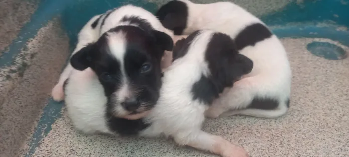 Cachorro raça Shitzu idade Abaixo de 2 meses nome 2 machos 1 fêmea 