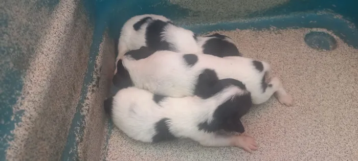 Cachorro raça Shitzu idade Abaixo de 2 meses nome 2 machos 1 fêmea 