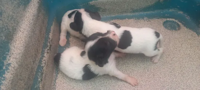 Cachorro raça Shitzu idade Abaixo de 2 meses nome 2 machos 1 fêmea 