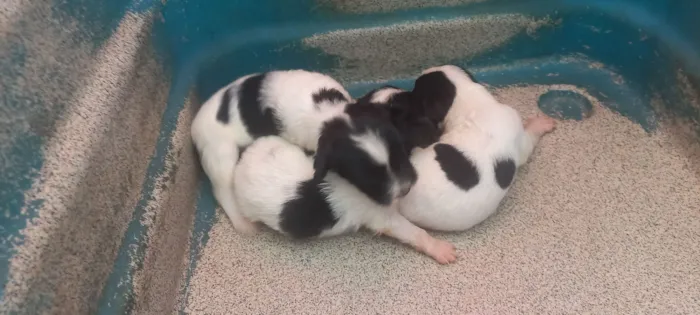 Cachorro raça Shitzu idade Abaixo de 2 meses nome 2 machos 1 fêmea 