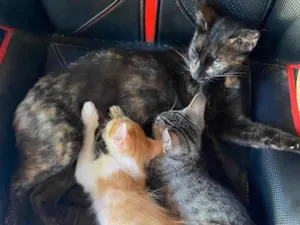 Gato raça SRD-ViraLata idade 1 ano nome Maria Rita (Marri)