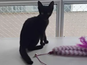 Gato raça SRD-ViraLata idade 2 a 6 meses nome Conan