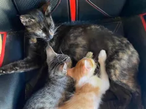 Gato raça SRD-ViraLata idade Abaixo de 2 meses nome Netchem