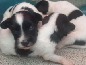 Cachorro raça Shitzu idade Abaixo de 2 meses nome 2 machos 1 fêmea 