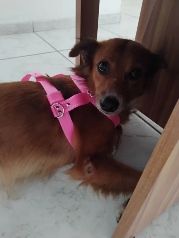 Cachorro raça SRD-ViraLata idade 3 anos nome Lessie 
