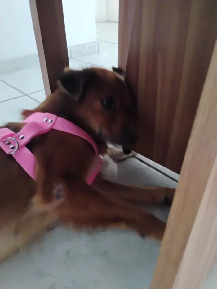 Cachorro raça SRD-ViraLata idade 3 anos nome Lessie 