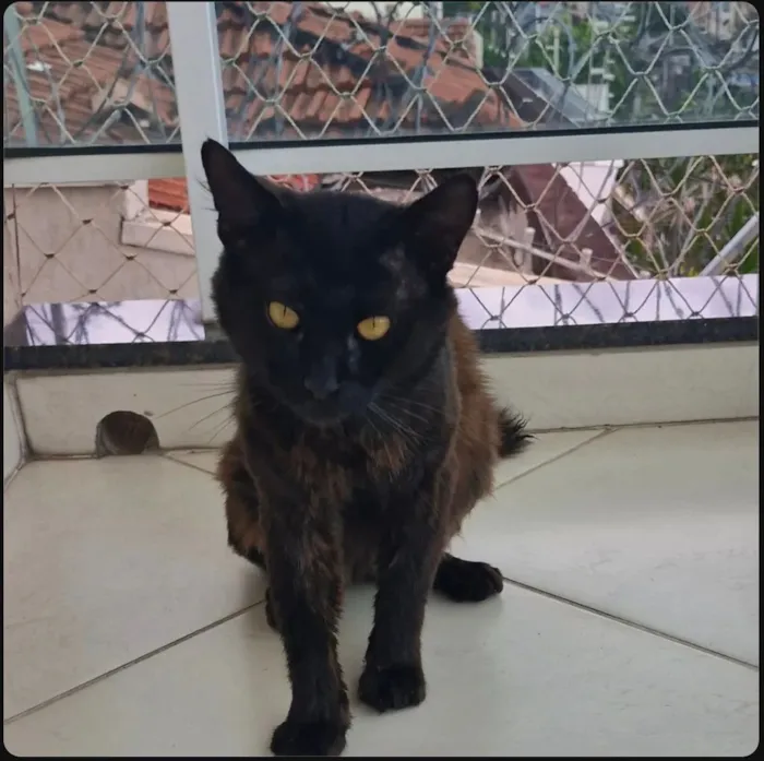Gato raça SRD-ViraLata idade 1 ano nome Banguela 