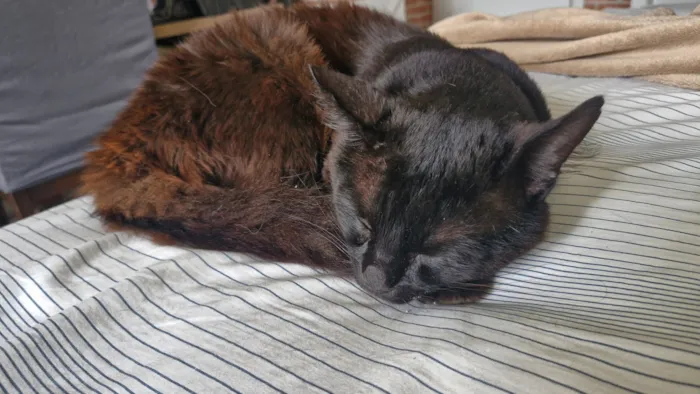 Gato raça SRD-ViraLata idade 1 ano nome Banguela 