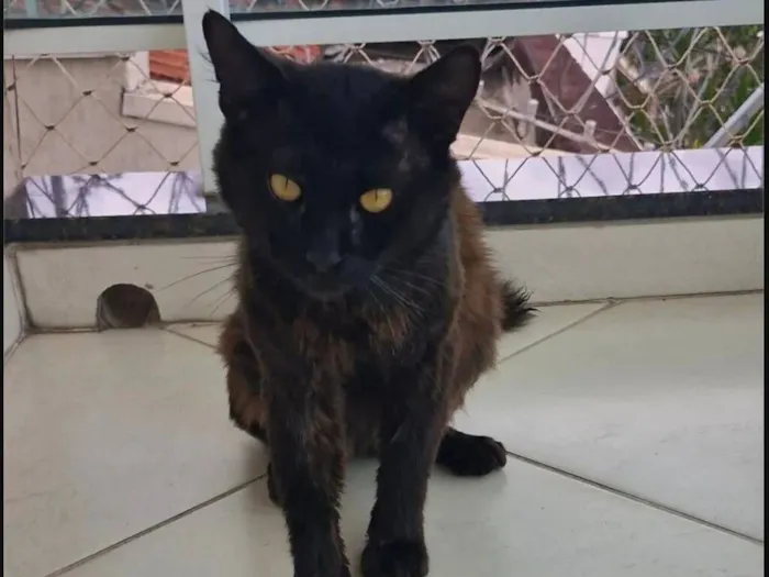 Gato raça SRD-ViraLata idade 1 ano nome Banguela 