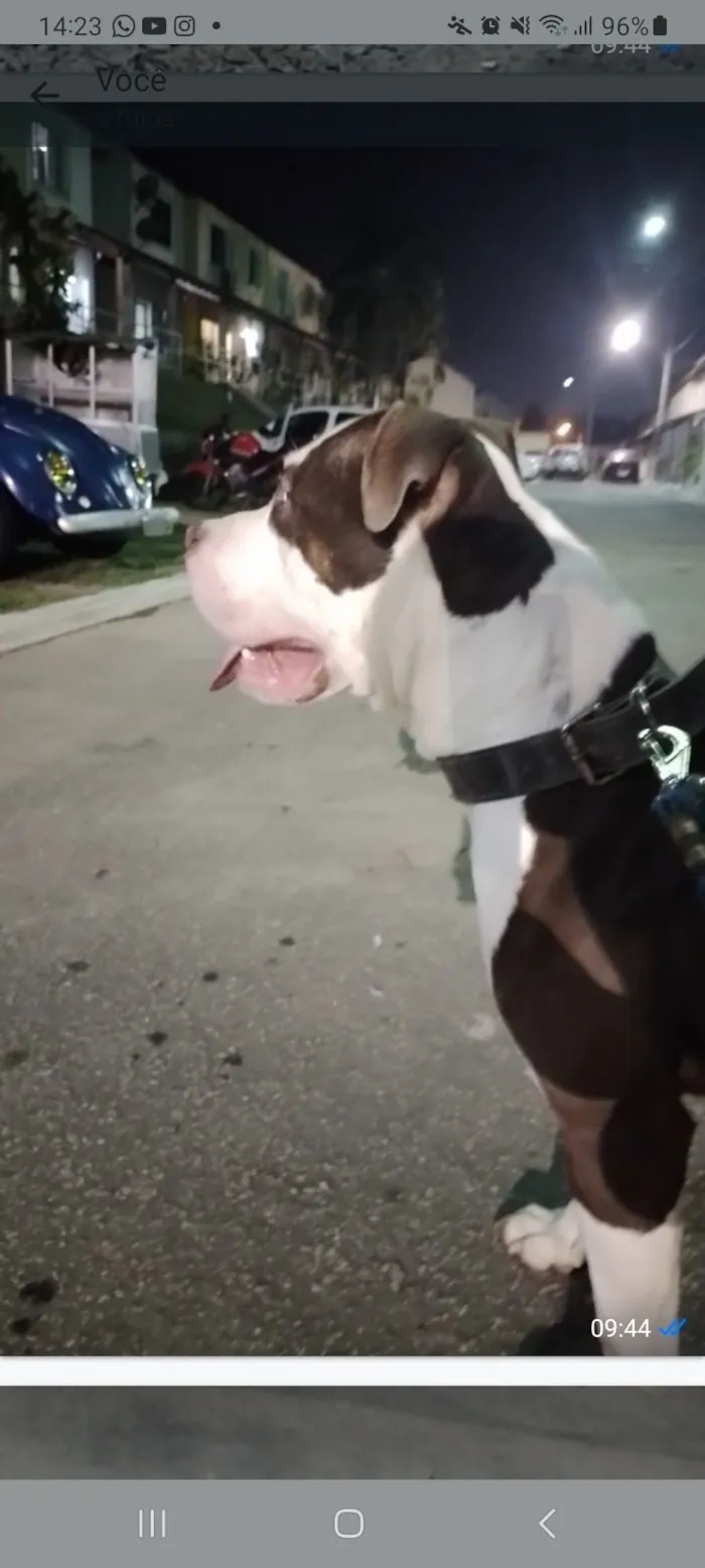 Cachorro raça Pit-Bull idade 5 anos nome Royce