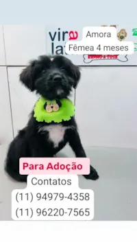 Cachorro raça SRD-ViraLata idade 2 a 6 meses nome Amora