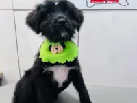 Cachorro raça SRD-ViraLata idade 2 a 6 meses nome Amora 