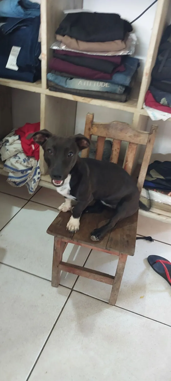 Cachorro raça SRD-ViraLata idade 7 a 11 meses nome Pantera