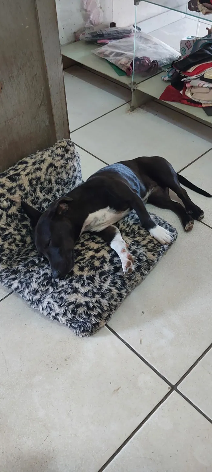 Cachorro raça SRD-ViraLata idade 7 a 11 meses nome Pantera
