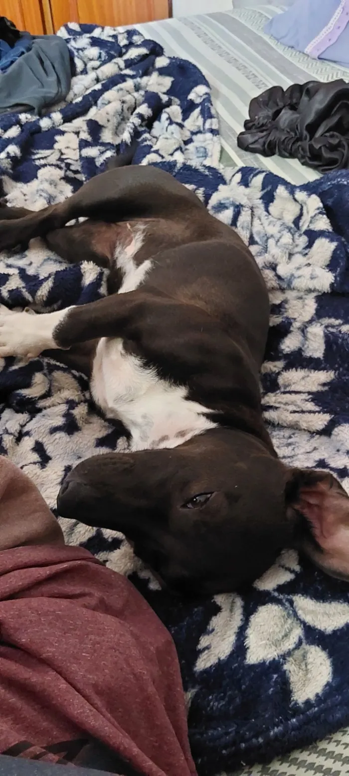 Cachorro raça SRD-ViraLata idade 7 a 11 meses nome Pantera