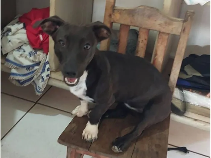 Cachorro raça SRD-ViraLata idade 7 a 11 meses nome Pantera