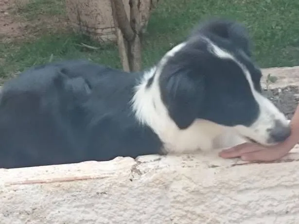 Cachorro raça Pastor Alemão idade 2 a 6 meses nome Amora