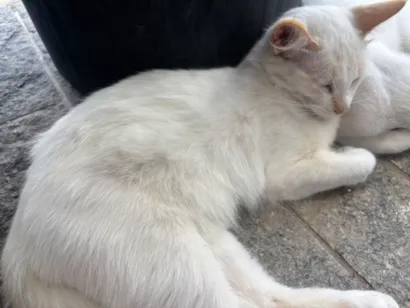 Gato raça SRD-ViraLata idade 2 a 6 meses nome Não tem ainda 