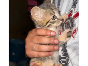 Gato raça SRD-ViraLata idade 2 a 6 meses nome sem nome