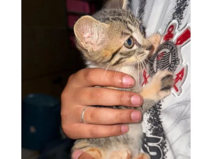 Gato raça SRD-ViraLata idade 2 a 6 meses nome sem nome