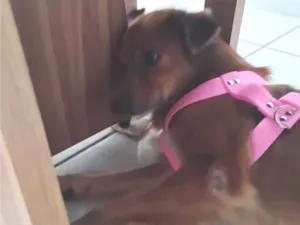 Cachorro raça SRD-ViraLata idade 3 anos nome Lessie 