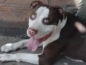 Cachorro raça Pit-Bull idade 5 anos nome Royce