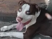 Cachorro raça Pit-Bull idade 5 anos nome Royce