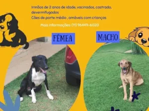 Gato raça SRD-ViraLata idade 2 anos nome Capuccino e Lua