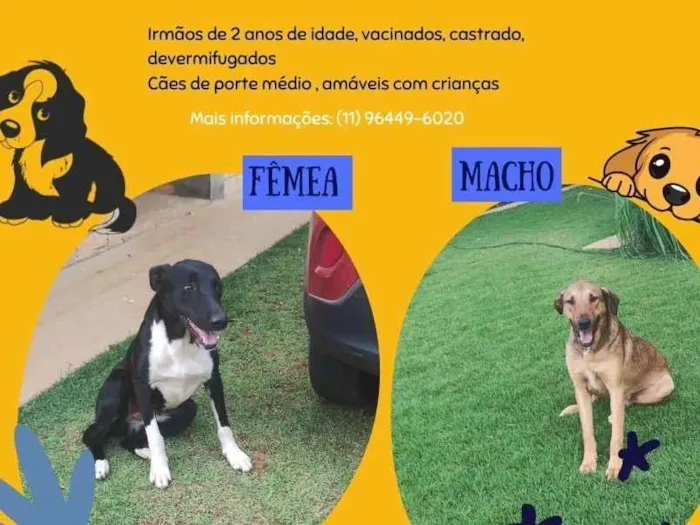 Gato raça SRD-ViraLata idade 2 anos nome Capuccino e Lua