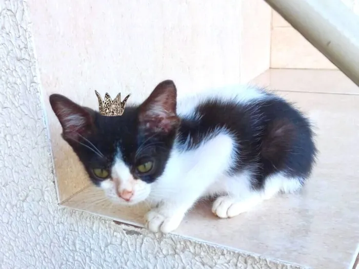 Toffee bb2meses lindo 