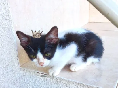 Gato raça SRD-ViraLata idade 2 a 6 meses nome Toffee bb2meses lindo 