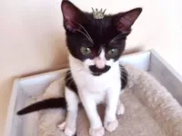 Gato raça SRD-ViraLata idade 2 a 6 meses nome Cacao bb2meses lindo !