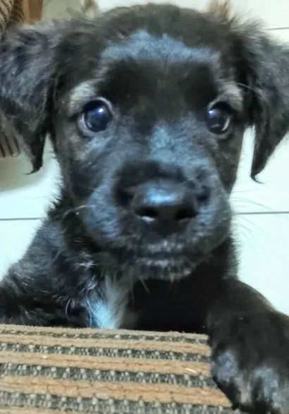 Cachorro raça SRD-ViraLata idade 2 a 6 meses nome Kacau