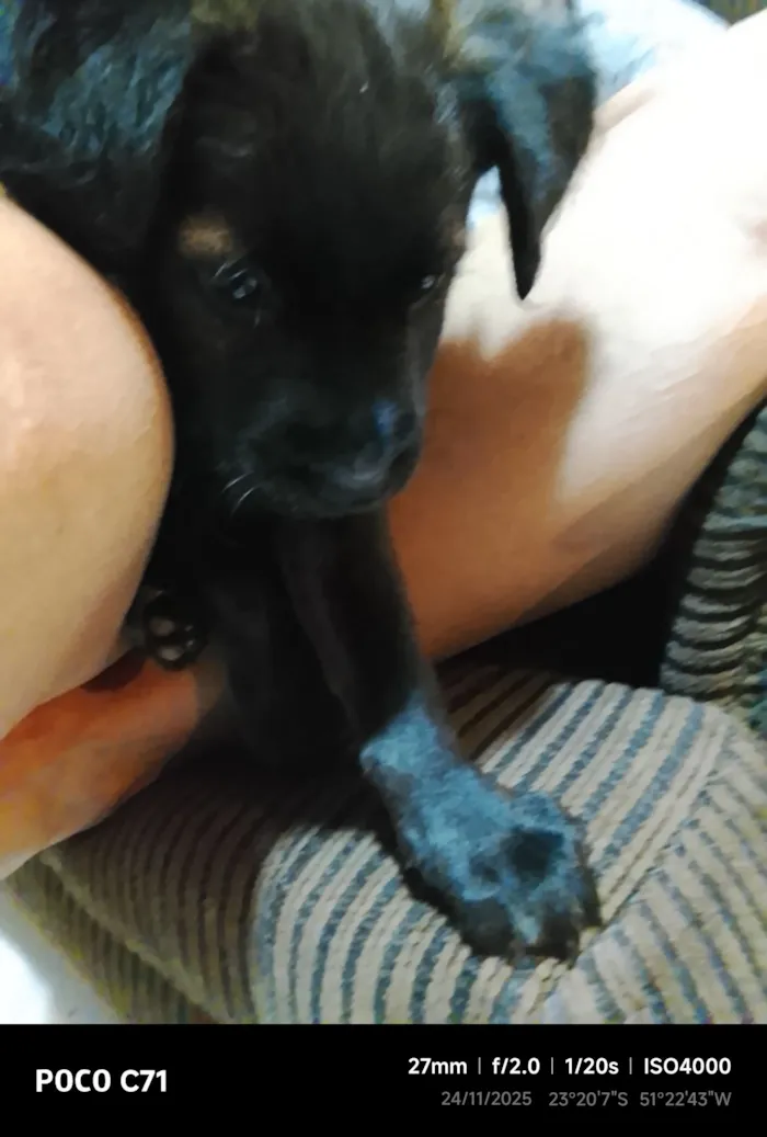 Cachorro raça SRD-ViraLata idade 2 a 6 meses nome Kacau