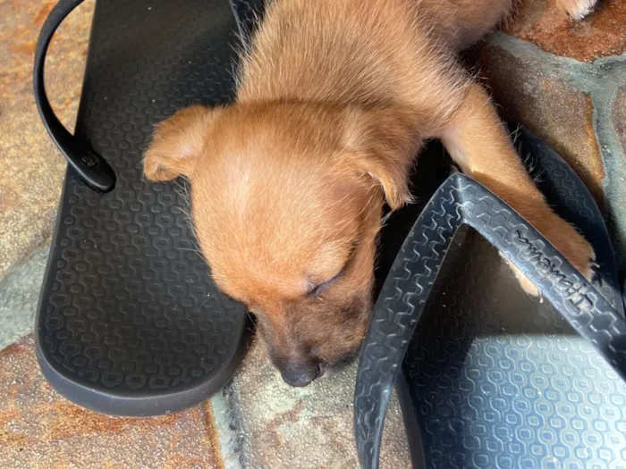 Cachorro raça SRD-ViraLata idade Abaixo de 2 meses nome Layla 