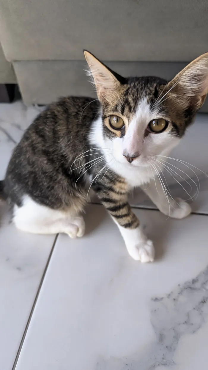 Gato raça SRD-ViraLata idade 2 a 6 meses nome Ret