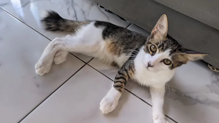 Gato raça SRD-ViraLata idade 2 a 6 meses nome Ret