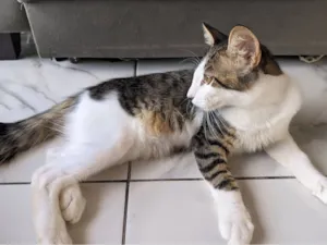 Gato raça SRD-ViraLata idade 2 a 6 meses nome Ret