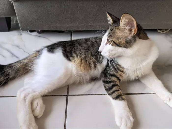 Gato raça SRD-ViraLata idade 2 a 6 meses nome Ret