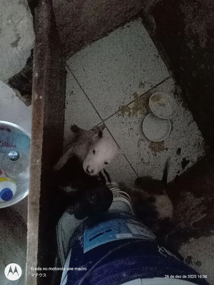 Cachorro raça SRD-ViraLata idade Abaixo de 2 meses nome não tem nome ainda